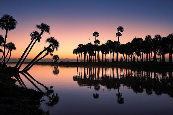 Jones, Adam 아티스트의 Sable palms silhouetted at sunrise on the Econlockhatchee River작품입니다.